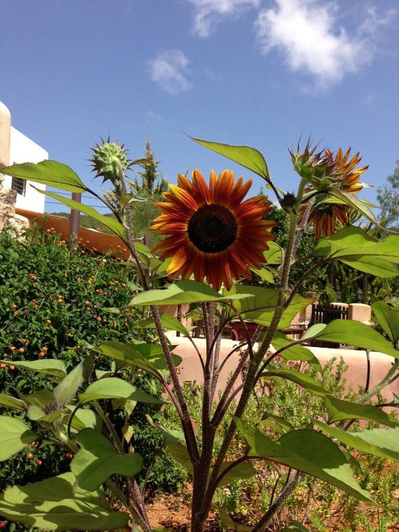 Agroturismo Xarc Santa Eularia des Riu Bagian luar foto